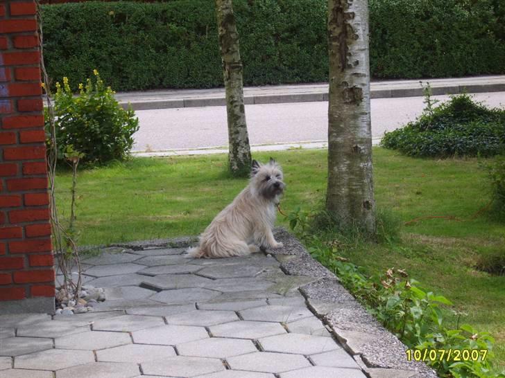 Cairn terrier Lucky billede 4