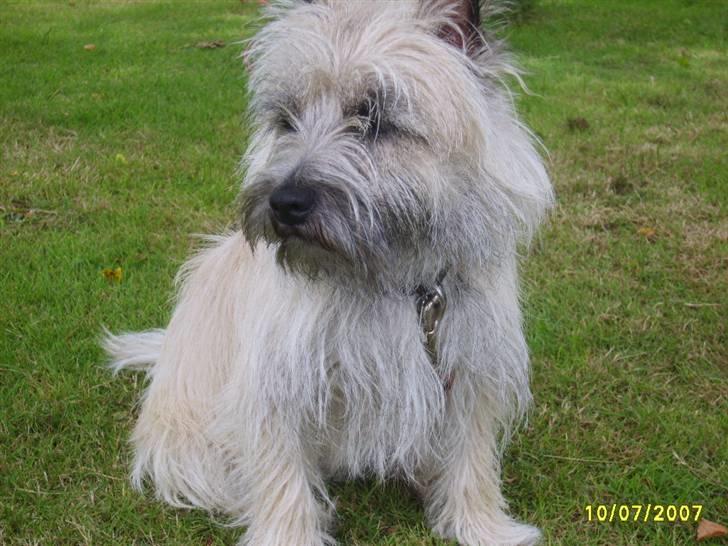 Cairn terrier Lucky billede 5