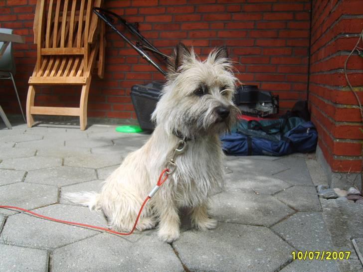 Cairn terrier Lucky billede 6