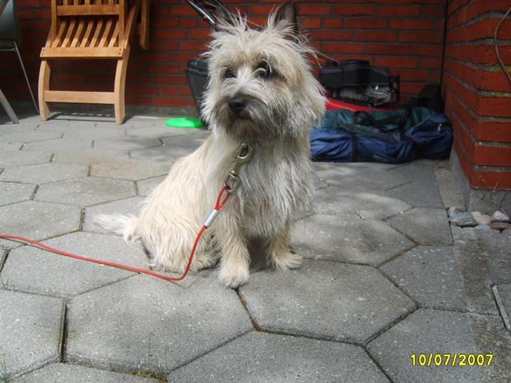 Cairn terrier Lucky billede 7