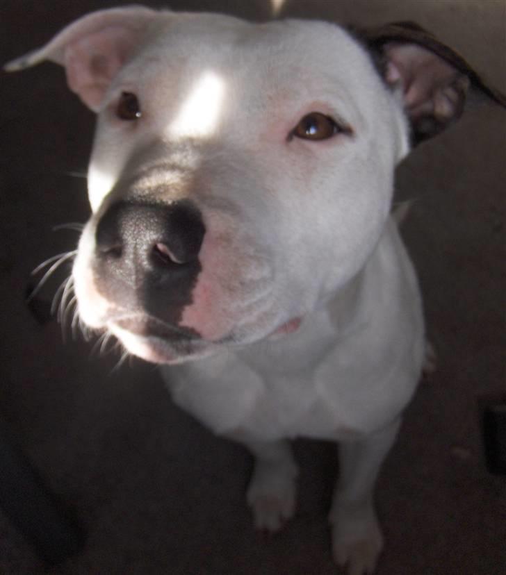 Amerikansk staffordshire terrier Sheila R.I.P. - har hun mon en gobid billede 18