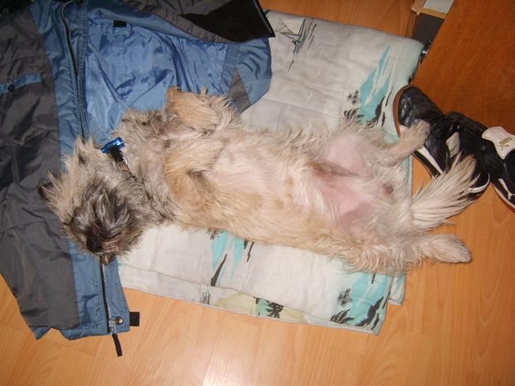 Cairn terrier Lucky - Ved at være et gammel billede, men jeg ligger godt. :D billede 8