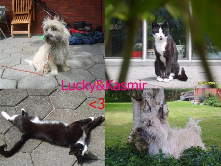 Cairn terrier Lucky - Det er mig og Kasmir, han er min bedste ven :D billede 9