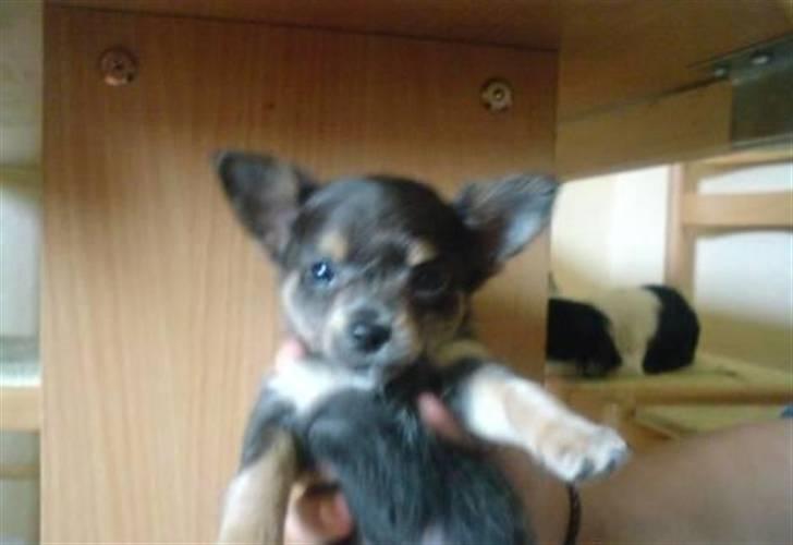 Chihuahua Dario - Det første billede jeg så af den lille bisse :-) Bedårende..  billede 6