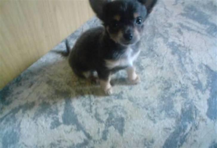 Chihuahua Dario - Kært :) 7 uger gammel.. Ca billede 7