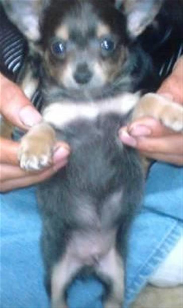 Chihuahua Dario - Med sin tidligere ejer :-) Dejlig lille dreng! billede 8