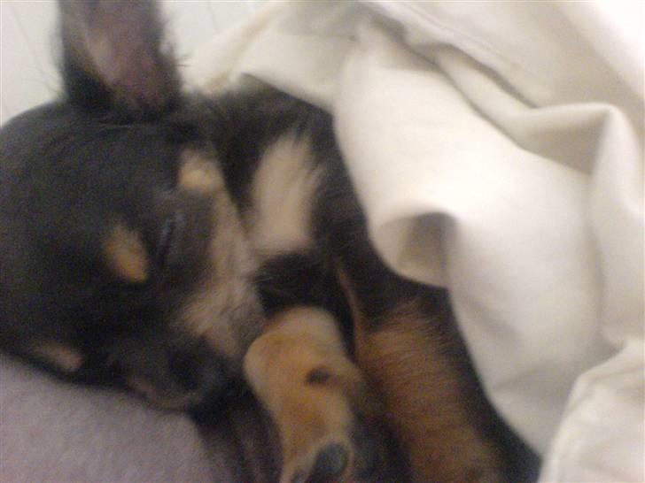 Chihuahua Dario - Der skal også lige være plads til at dovne lidt..  billede 9