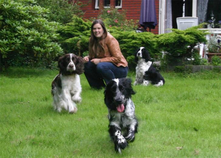 Cocker spaniel Mika - Mika på vej hen mod kameraet sammen med med de andre :) billede 17