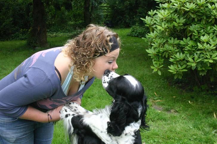 Engelsk springer spaniel Rowntree Indra at Zima - Mys mys billede 17
