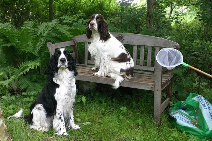 Engelsk springer spaniel Rowntree Indra at Zima - To fotogene hunde :) billede 19