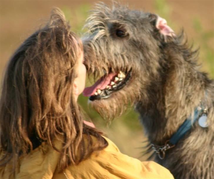 Irsk ulvehund Sirius - kys til mor - jeg er nu 19 mdr billede 18