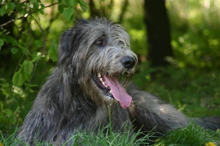 Irsk ulvehund Sirius - nyder skovens skygge (18 mdr) billede 19