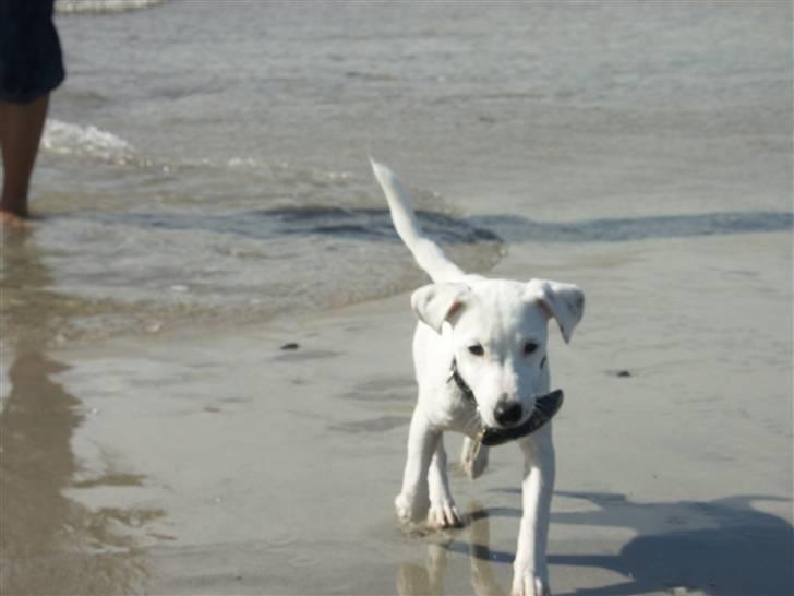 Jack russell terrier Lola - I vandet med en musling i munden - mums! billede 6