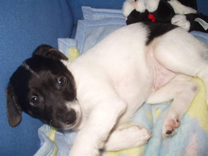 Dansk svensk gaardhund Lucky  - 5. Hvalp billede 5