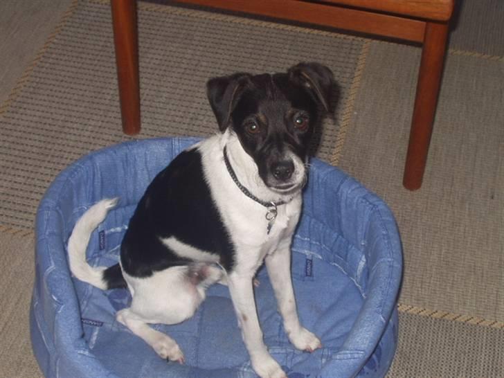 Dansk svensk gaardhund Lucky  - 6. billede 6