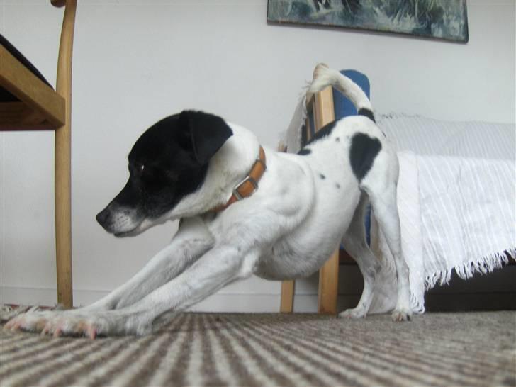 Dansk svensk gaardhund Lucky  - 7. billede 7