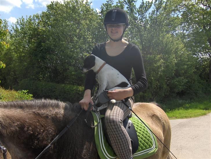 Dansk svensk gaardhund Lucky  - 8. Ude og ride tur :D billede 8