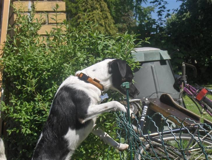 Dansk svensk gaardhund Lucky  - 9. billede 9