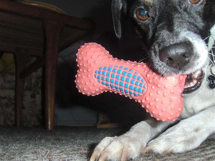 Dansk svensk gaardhund Lucky  - 10. billede 10