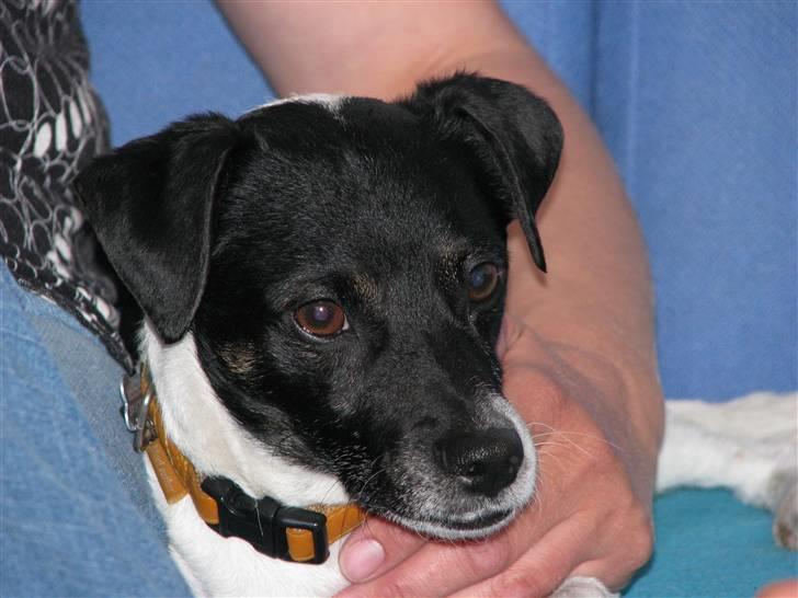 Dansk svensk gaardhund Lucky  - 11. billede 11