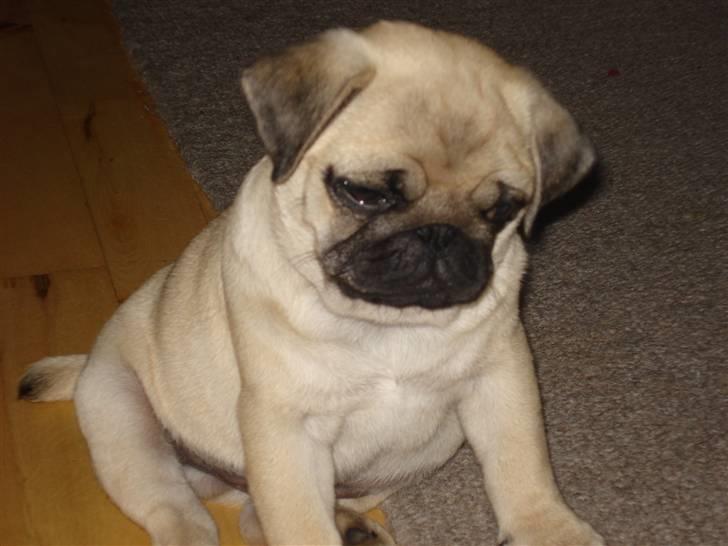 Mops     *Prins Mopse* billede 2