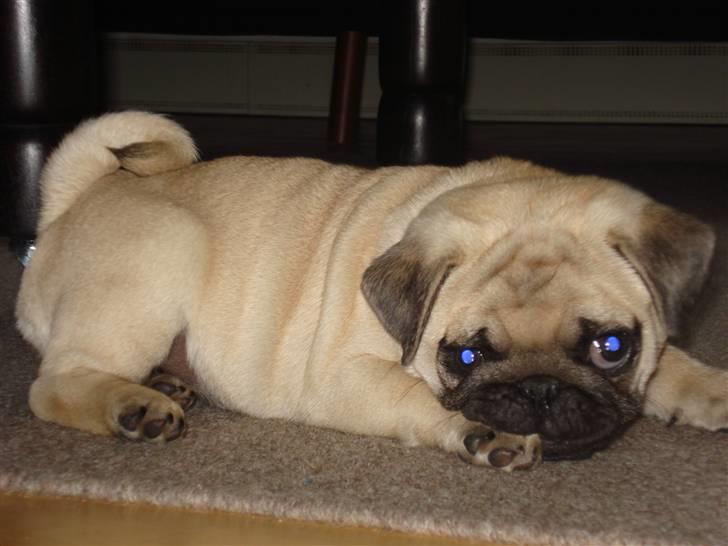 Mops     *Prins Mopse* billede 3