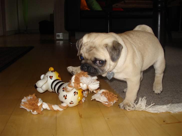 Mops     *Prins Mopse* billede 4