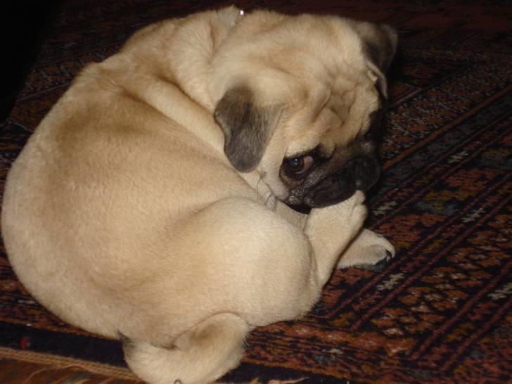 Mops     *Prins Mopse* billede 5