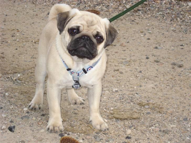 Mops     *Prins Mopse* billede 6