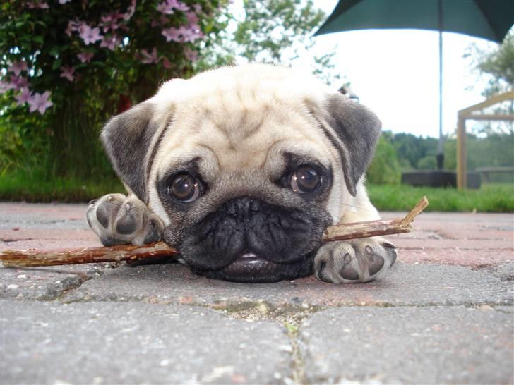 Mops     *Prins Mopse* billede 7