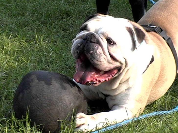 Engelsk bulldog biffi billede 1