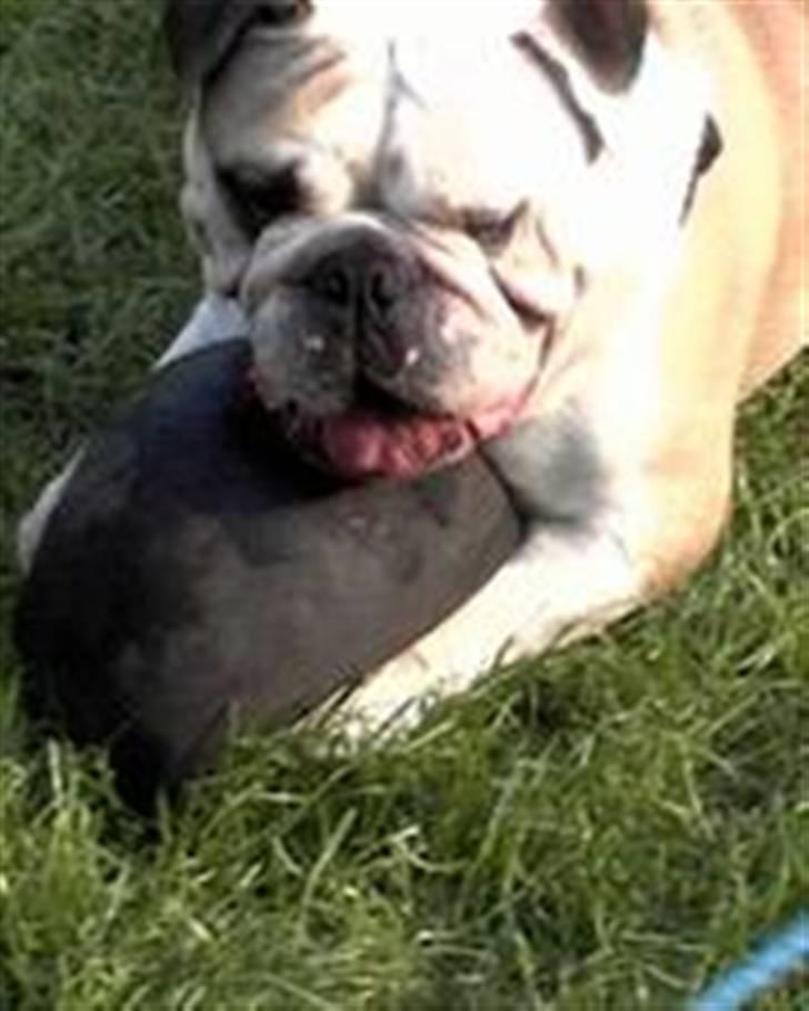 Engelsk bulldog biffi billede 2