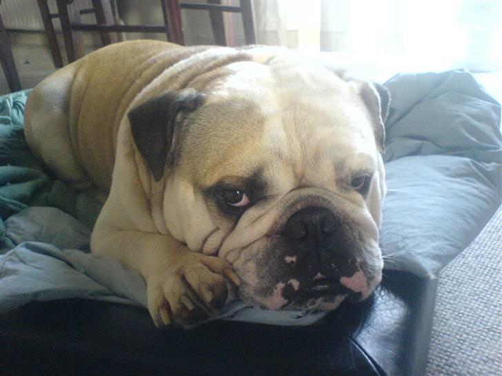 Engelsk bulldog biffi billede 3