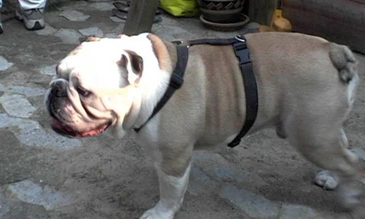 Engelsk bulldog biffi billede 8