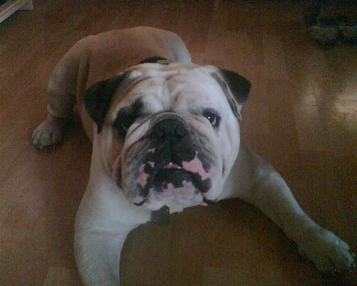 Engelsk bulldog biffi billede 9