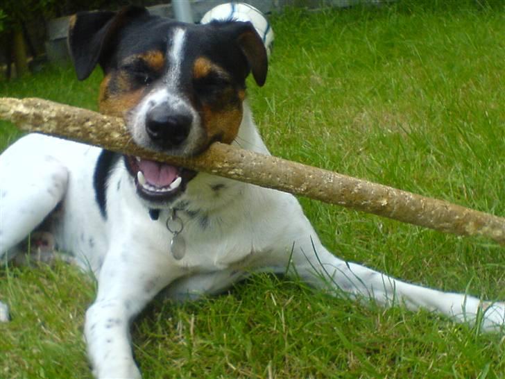 Dansk svensk gaardhund Emil billede 1