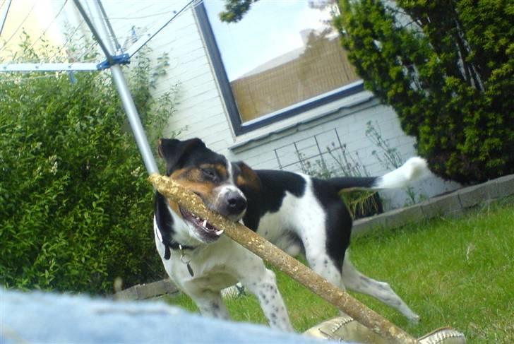 Dansk svensk gaardhund Emil billede 2