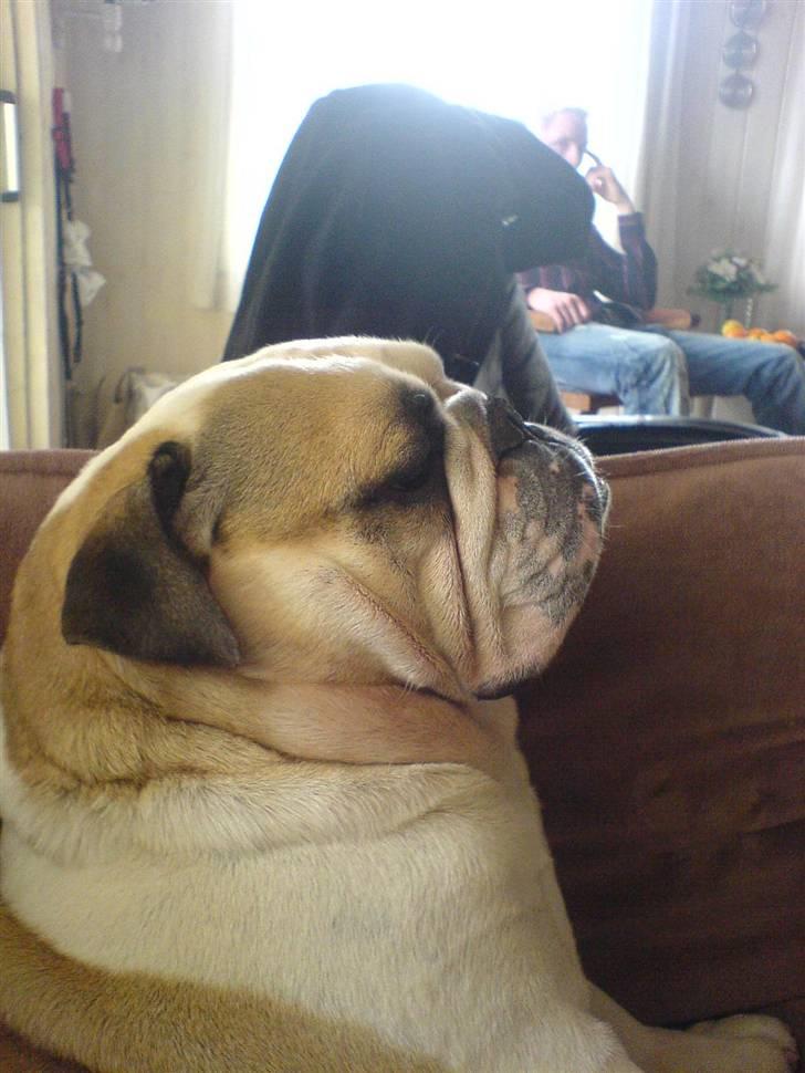 Engelsk bulldog biffi billede 10