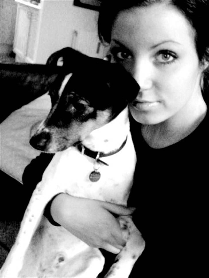 Dansk svensk gaardhund Emil billede 4