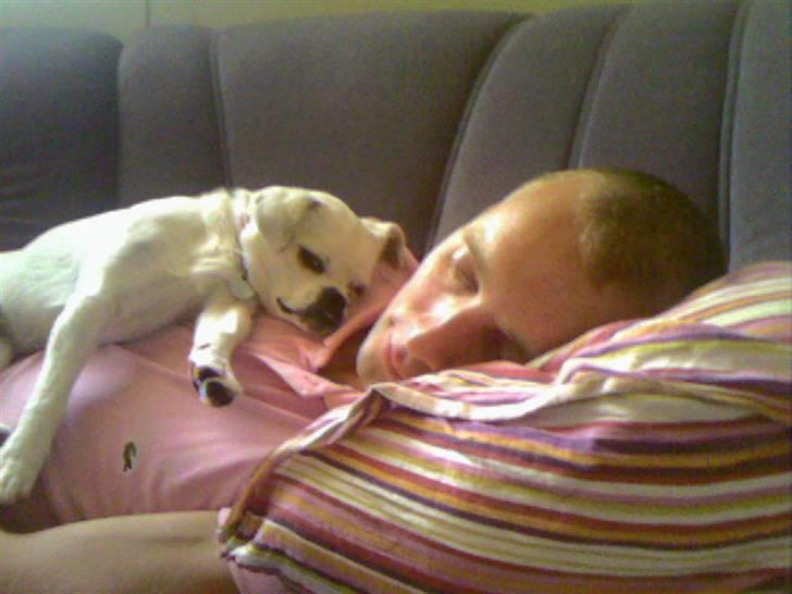 Blanding af racer Mitzie - Åhhh ja det er livet at ligge på sofaen med min farmand og total slappe af :-) billede 7