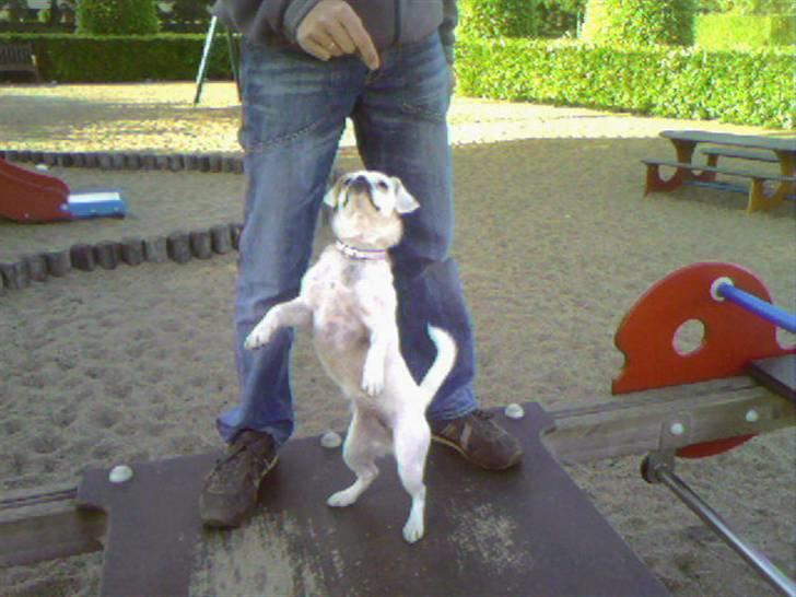 Blanding af racer Mitzie - se hvor fint jeg danser på vippen  billede 8