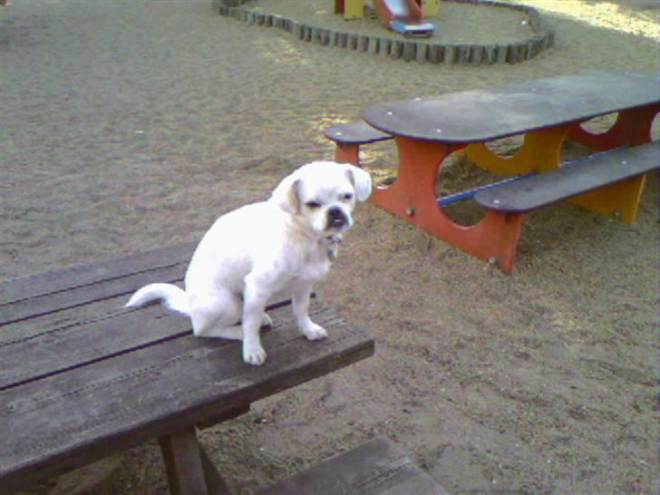 Blanding af racer Mitzie billede 9