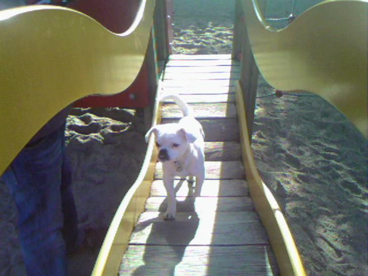 Blanding af racer Mitzie - sjooooovt at lege på legepladsen billede 11