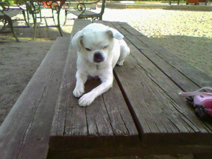 Blanding af racer Mitzie - Ligger skam bare og slapper lidt af billede 12