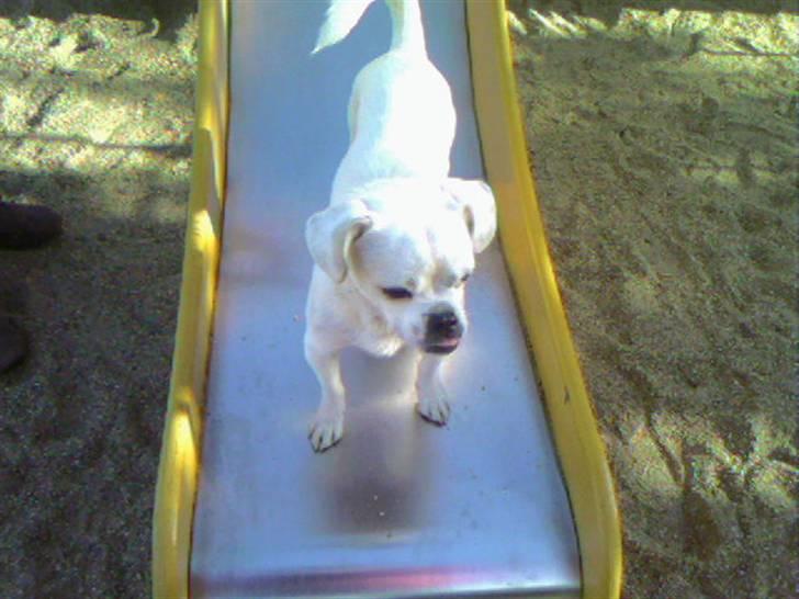 Blanding af racer Mitzie - rutchjeeeeeeeeeeeeeeee er så sjoooovt billede 13