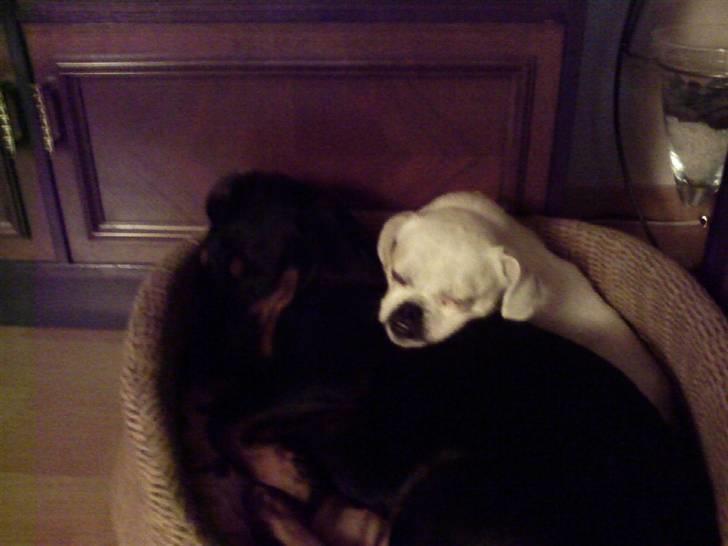 Blanding af racer Mitzie - Ligger og putter sammen med min aller bedste ven Pelle *SSSSS* han er såå sød billede 14