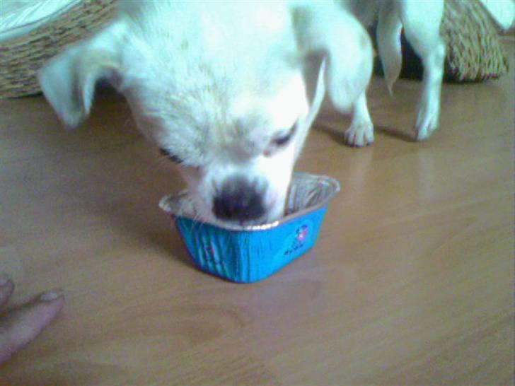 Blanding af racer Mitzie - uhmmmm mums leverpostej :-) billede 15