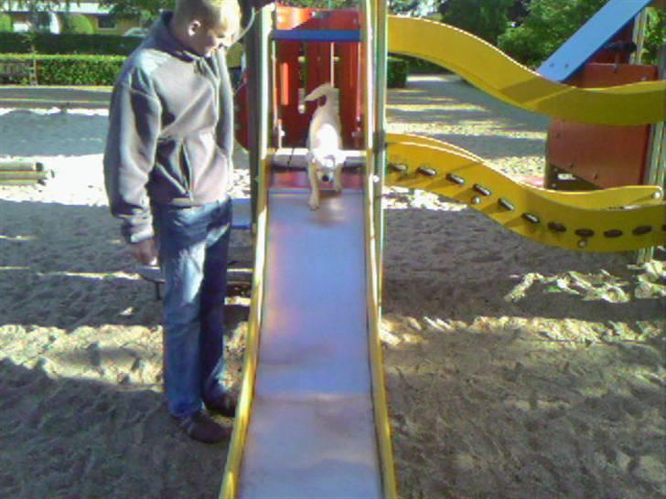 Blanding af racer Mitzie - rutchjeeeeeeeeeeeeeeeee billede 17