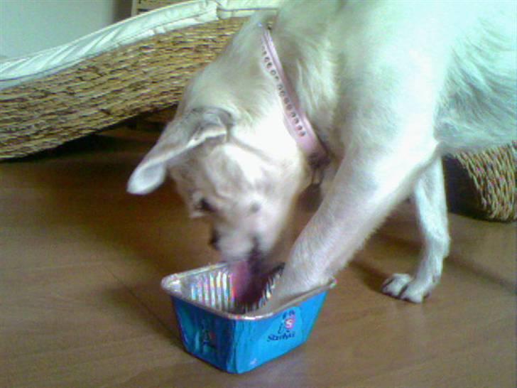 Blanding af racer Mitzie - Så er leverpostejsbakken slikket så ren at den kan sendes tilbage til Stryhsfabrikken *GG* billede 18