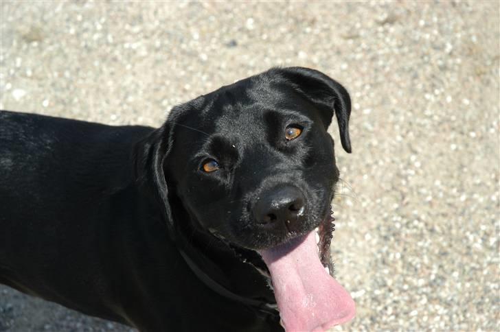 Labrador retriever Luna - nææææhhh. se hvor jeg smiler xD billede 1